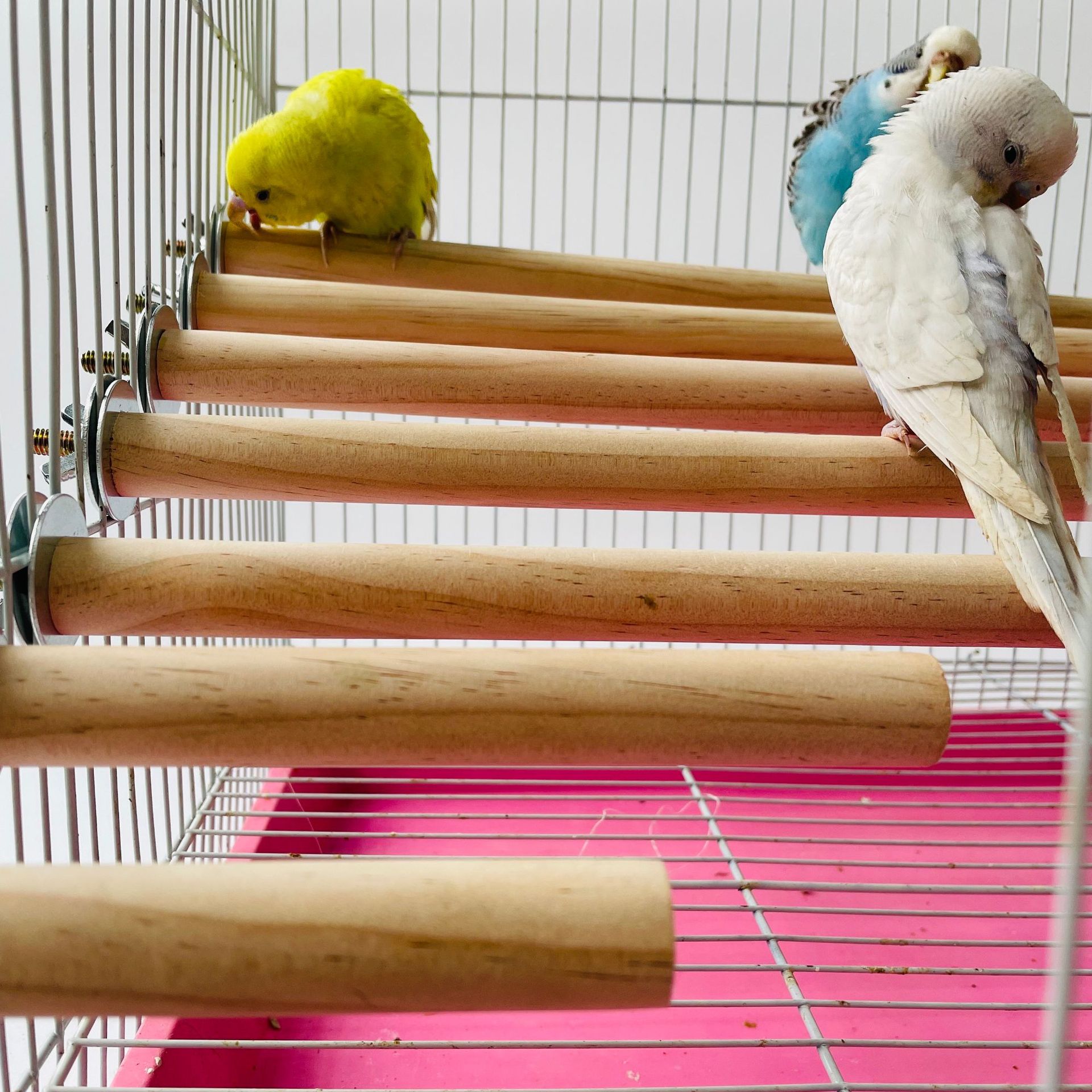 1/2ps Parrot Pet Raw Standing  - Pet X Supplies & Tack Howell Photos 리뷰 및 가격