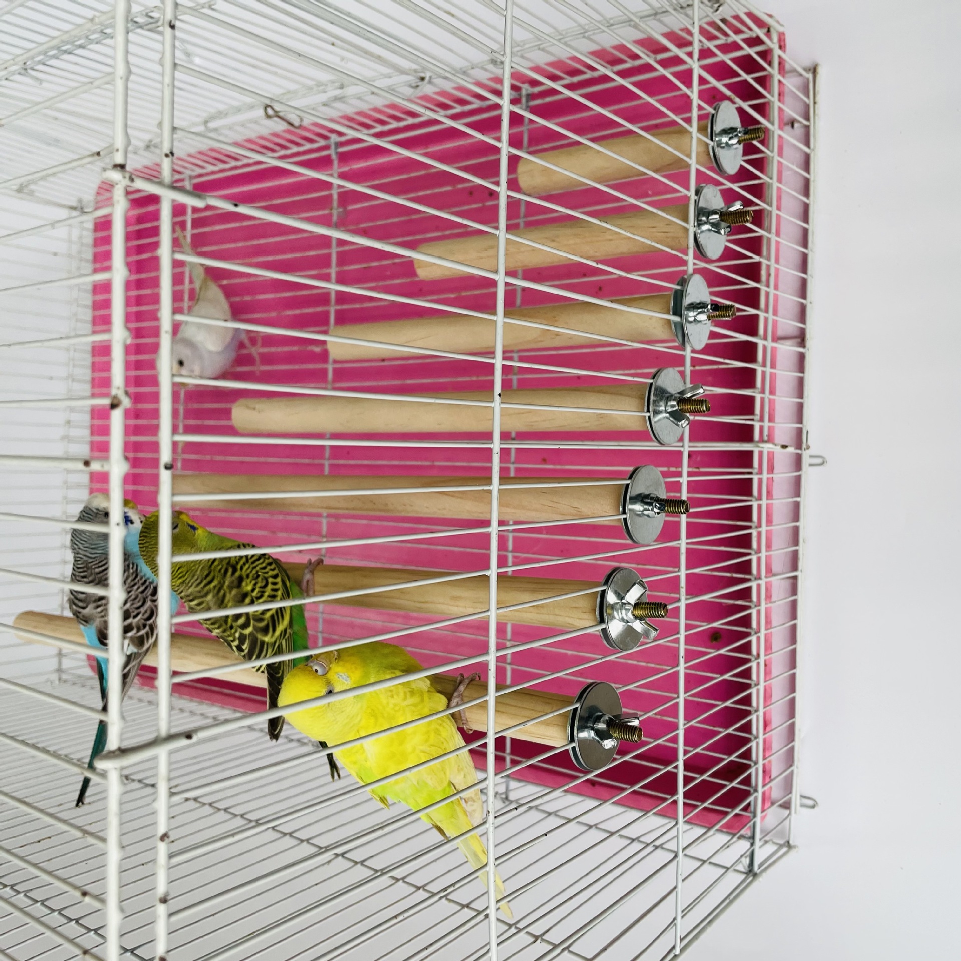 1/2ps Parrot Pet Raw Standing  - Pet X Supplies & Tack Howell Photos 리뷰 및 가격