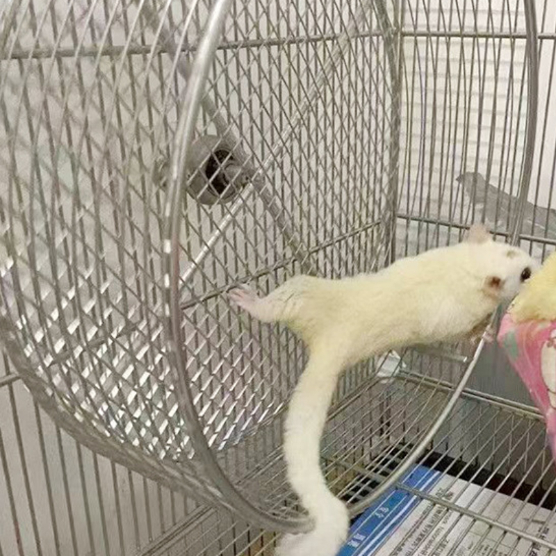 304 Stainless Steel Silent Run - Hamster Cage Wheel 리뷰 및 가격