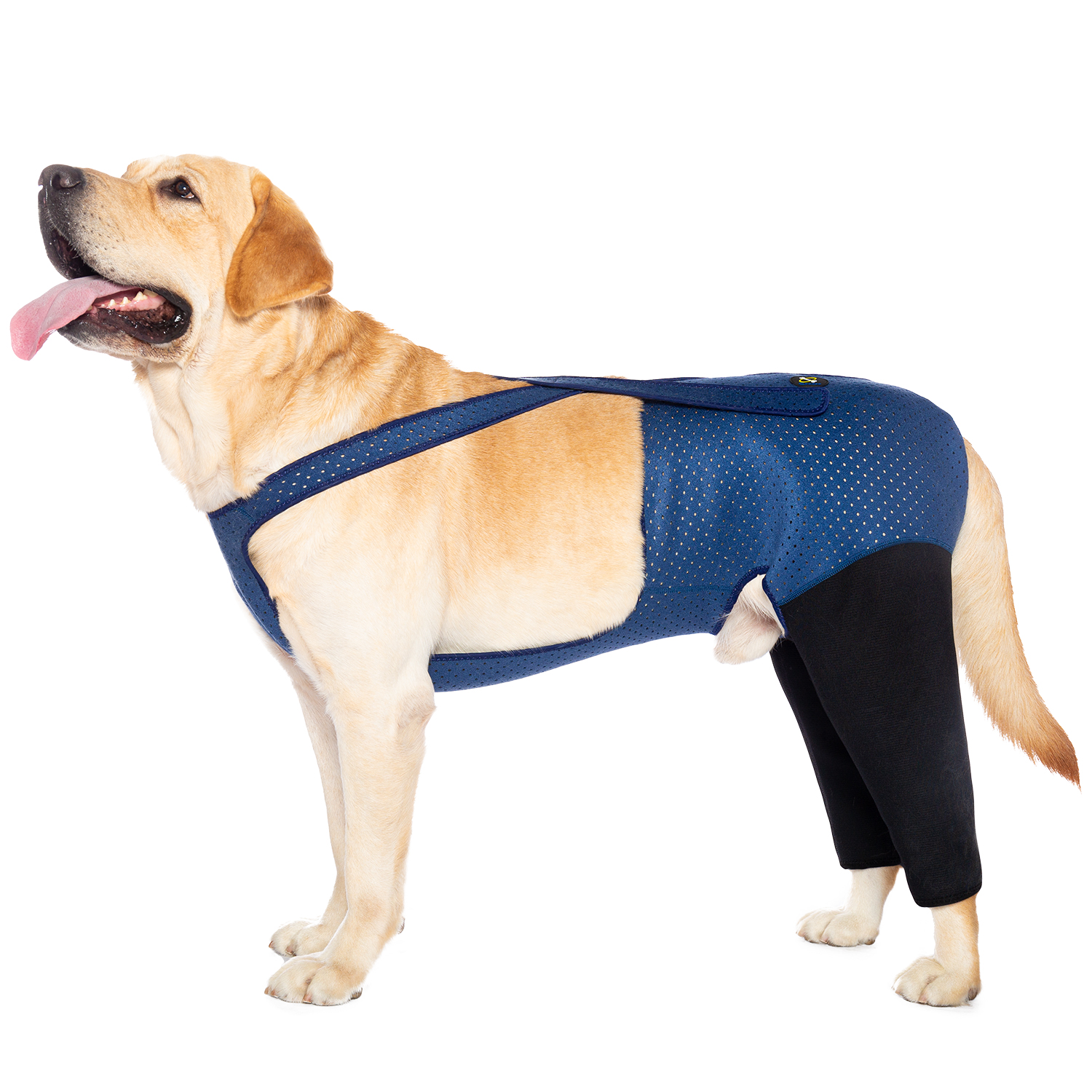 Fashion Dog Rear Leg Booties B - Dog Booties Paw Protector 리뷰 및 가격