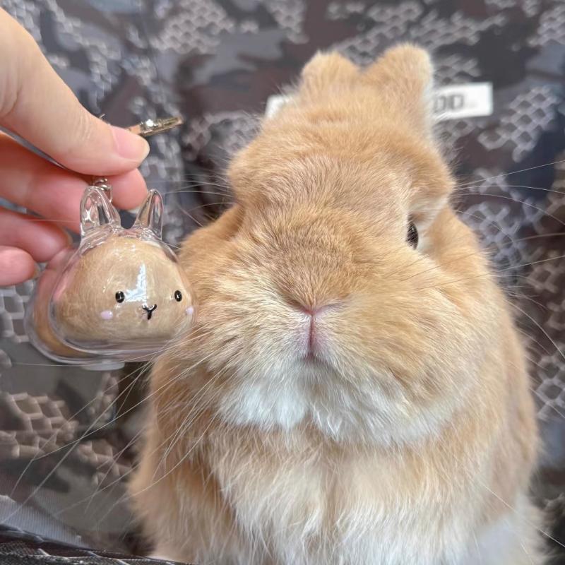 Cartoon Pet Hair Memorial Tran - Pet Supplies Stores 리뷰 및 가격
